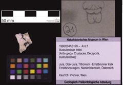 Foto (Objekt + Etiketten) von Bucculentidae indet. (NHMW-GEO-1990-0041-0199)